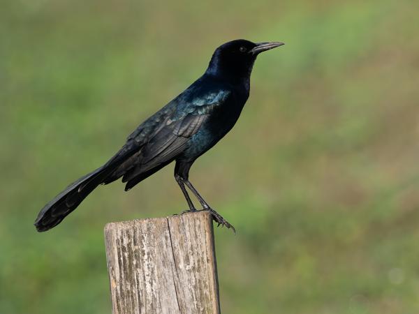 Boat-tailed grackle (Quiscalus major)